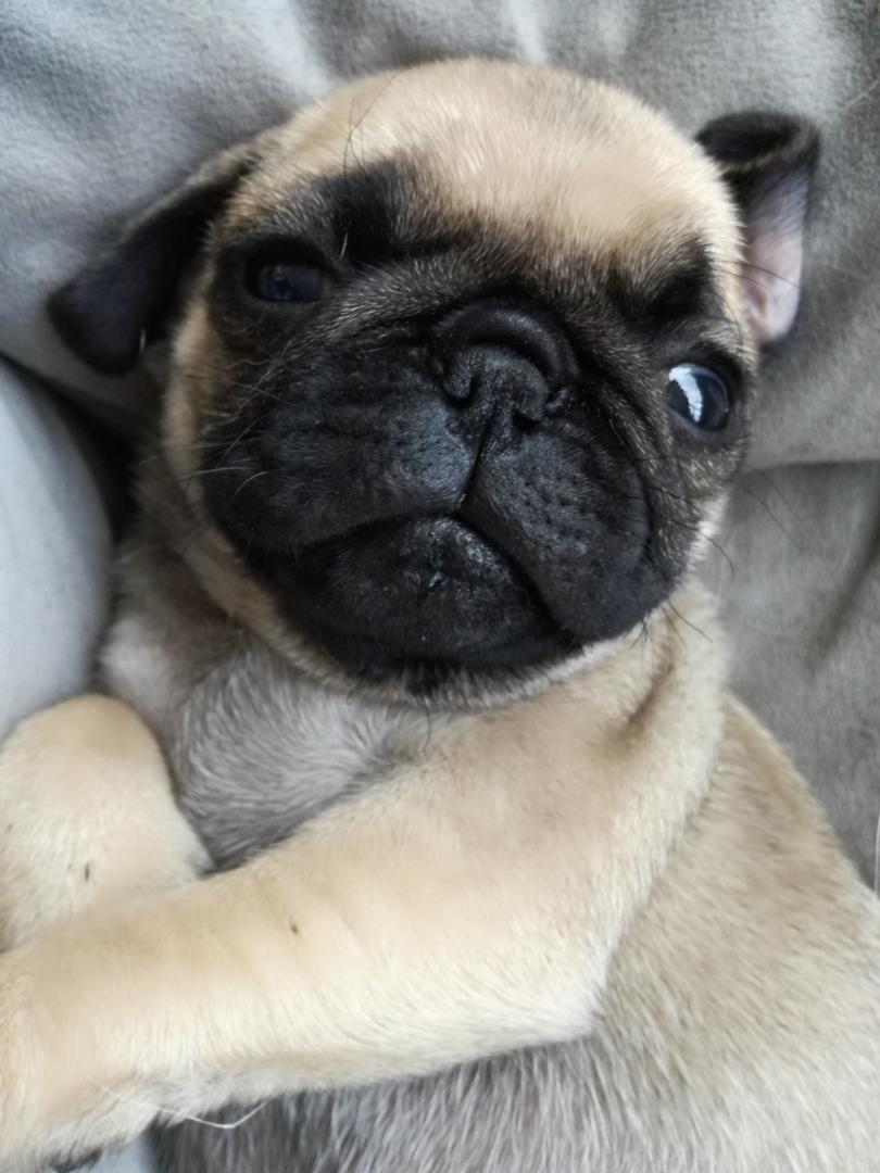 Listing Removed for sale nz Pets 4 Sale