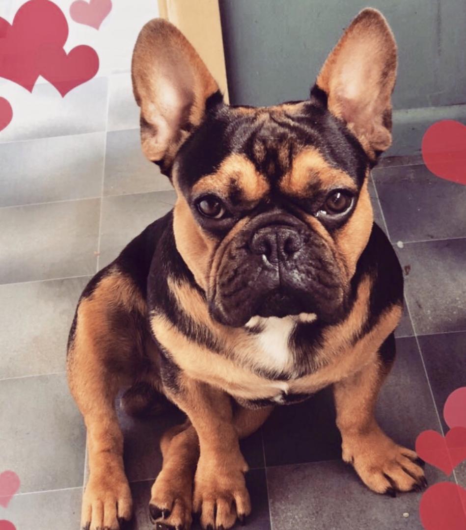 Listing Finished for sale nz Pets 4 Sale