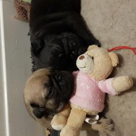 Pugs For Sale Nz Pets 4 Sale