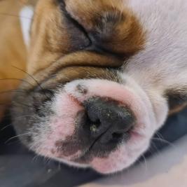 Bulldogs For Sale Nz Pets 4 Sale