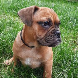 Nzkc puppies for sale deals