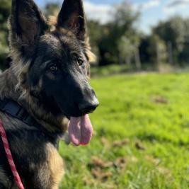 Pure breed German Shepard