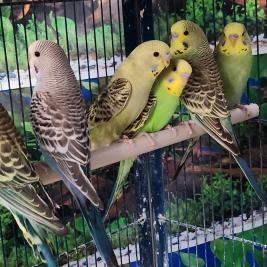 budgies,good choice,all colours inc pied.