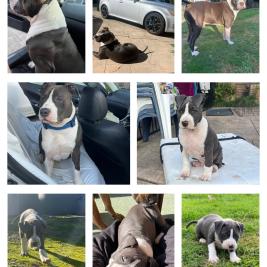 Staffy x mastiff