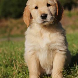 Red setter x Golden Retriever