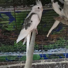 Cockatiels greys and unusual colours $60 -100