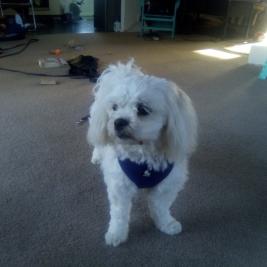 Maltese/Shih Tzu  11 mth old female speyed