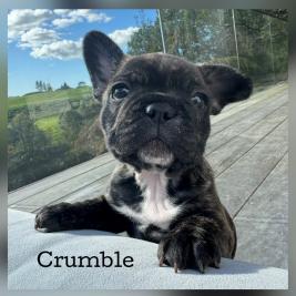 French Bulldog Puppies