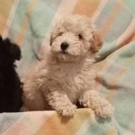 Toy Poodle puppies