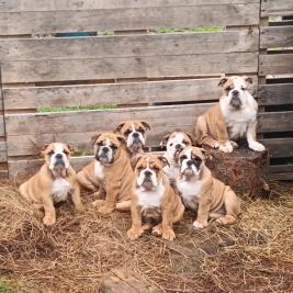 British Bulldog Puppies