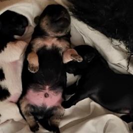 Jack Tzu Puppies for sale