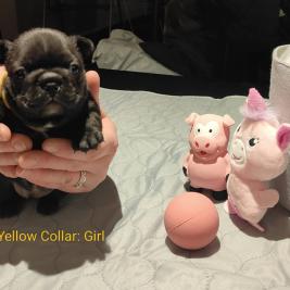 French bulldog puppies