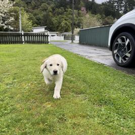 3M old  Labrador × Golden Retriever Puppy