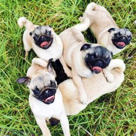 Fawn Pug Puppies