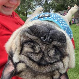 Wanted to buy a Black Boy Pug