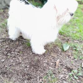 Purebred Maltese puppies
