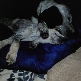 mixed breed female 18 months