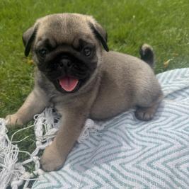 Pug pups