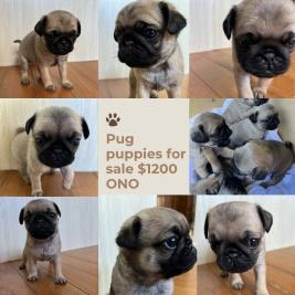 Discounted - Purebred Fawn Female Pug Puppies