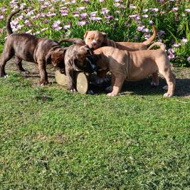 American Bulldog Puppies