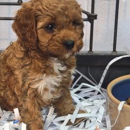 cavoodles,dark red pups