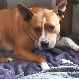 PityXStaffy Female, 100% FREE