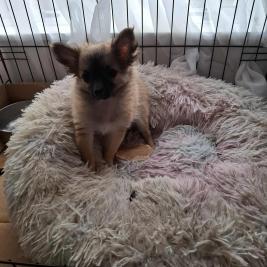 Pomchi for sale ready now