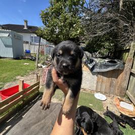 Rottweiler mixes red nose pitbull