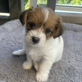 Foodles (Fox terrier x Poodle)