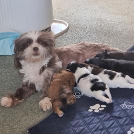 Adorable Shih Tzu × Maltese pups