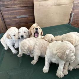 Labradoodle ×Goldendoodle Puppies