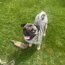Purebreed Merle pug