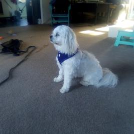 Maltese/Shih Tzu  11 mth old female speyed