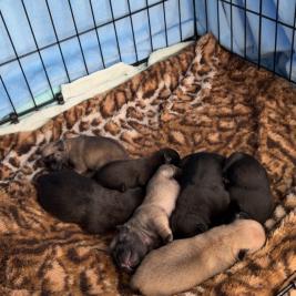 3/4 Pug x Tibetan Spaniel Puppies