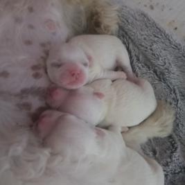 ✨ Purebred Maltese Shih Tzu Puppies – 4 Days