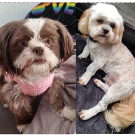 Adorable Shih Tzu × Maltese pups