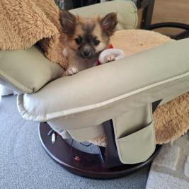 Chihuahua Pomchi for sale. Price reduced