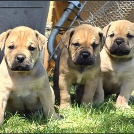 Beautiful Boerboel - Bullmastiff Puppies