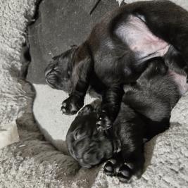 Pug pups,  2 females