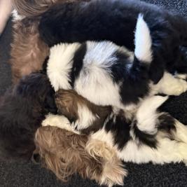 Shitzu Maltese puppies 3 boys 1 girl