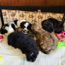 Shitzu Maltese puppies 1 boy 1 girl left