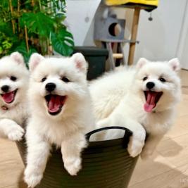 Japanese spitz puppy