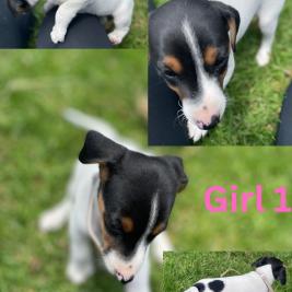 Fox Terrier X Jack Russell Puppies