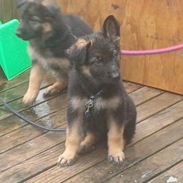 Purebred German shepherd puppies