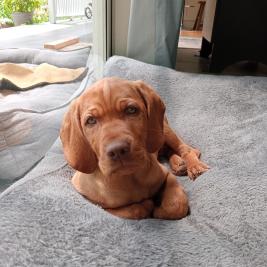Vizsla Puppy Male