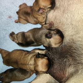 French Bulldog Puppies