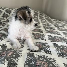 Chihuahua cross Toy Poodle