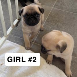 3/4 Pug x Puppies