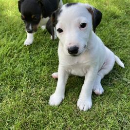 Fox Terrier Puppies