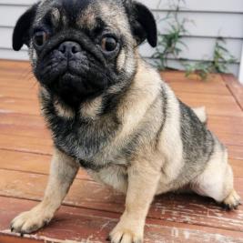 Female Pug Puppy